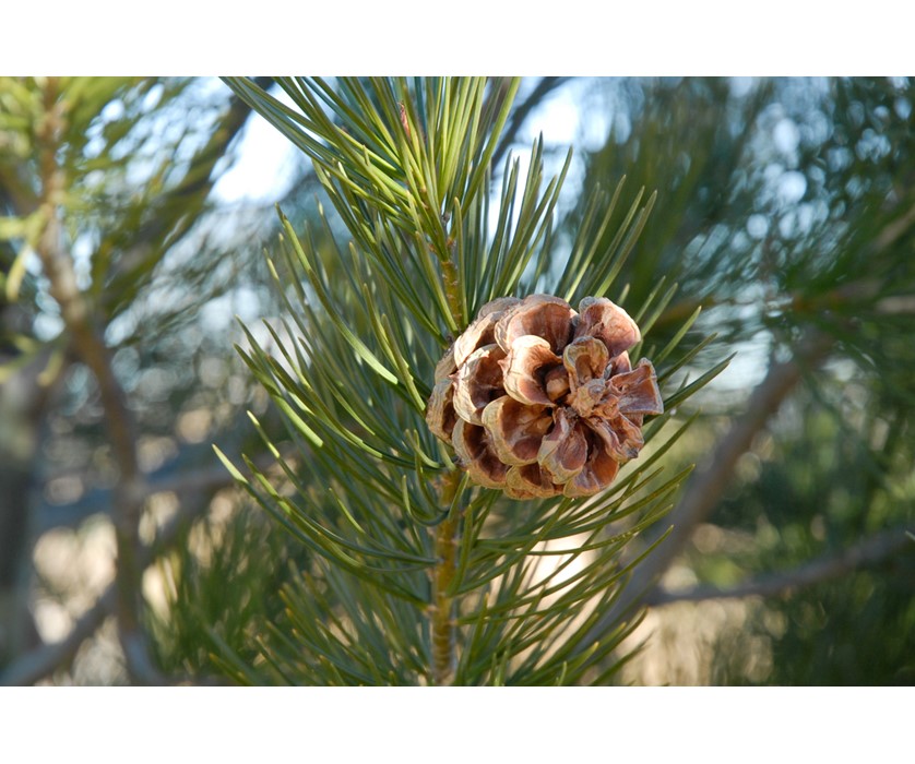 Lacebark Pine